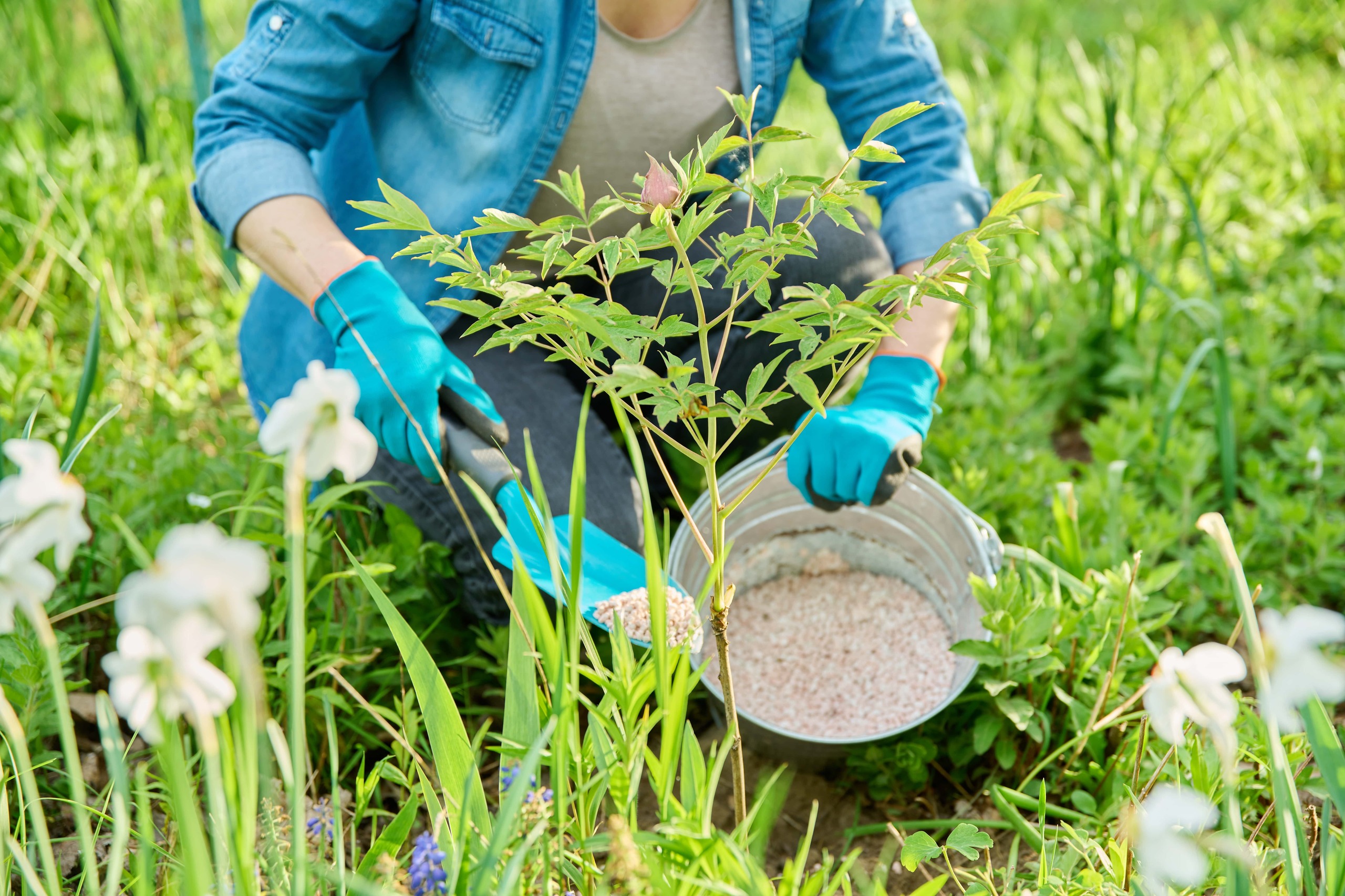 Homemade Natural Fertilizers Simple Solutions from Your Kitchen